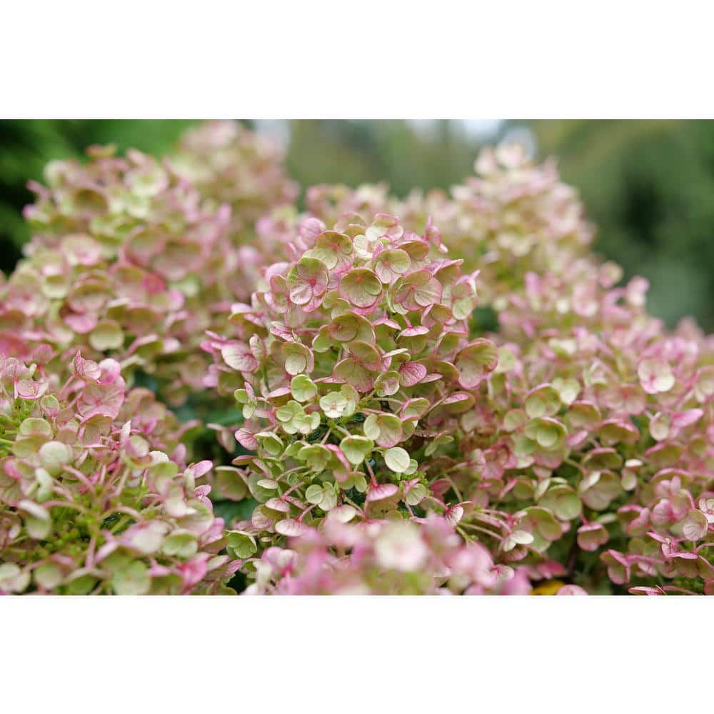 4.5 in. qt. Tiny Quick Fire Panicle Hydrangea (Hydrangea paniculata) Live Flowering Shrub with White, Pink, Red Flowers price history on PriceWatchPro