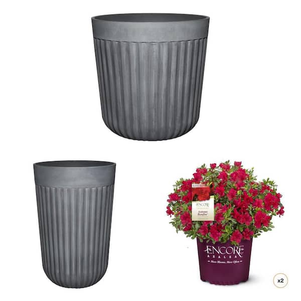 Arlington 15 in. x 15 in. and 15 in. x 22.5 in. Shadow Slate Self-Watering Planter with 1 Gal. Azalea Bush
