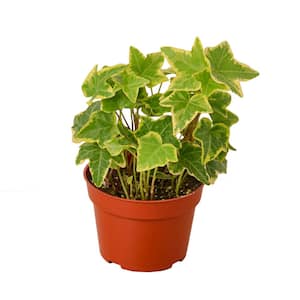 English Ivy Gold Child (Hedera helix) Plant in 4 in. Grower Pot