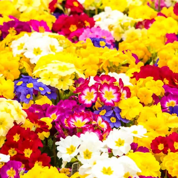 Spring Hill Nurseries 3 in. Pot English Hardy Primrose (Primula) Mixture Multicolor Flowering Live Perennial Plants (1-Pack)