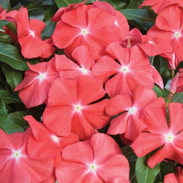 ALTMAN PLANTS #1 2.5 Qt. Orange Periwinkle Plant