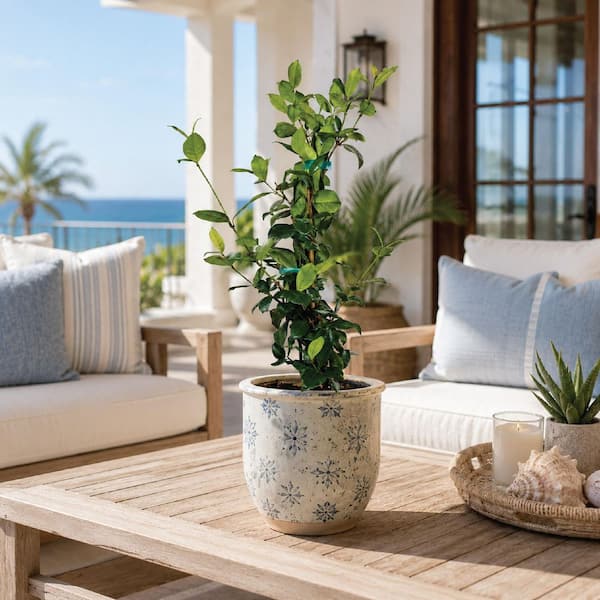 NATURE'S WAY FARMS 2 qt. Staked Confederate Jasmine Flowering