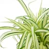 national-plant-network-house-plants-hd7740-1f.3