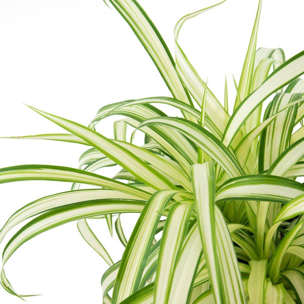 Indoor/Outdoor 6" Spider Plant Set in Brown Pots