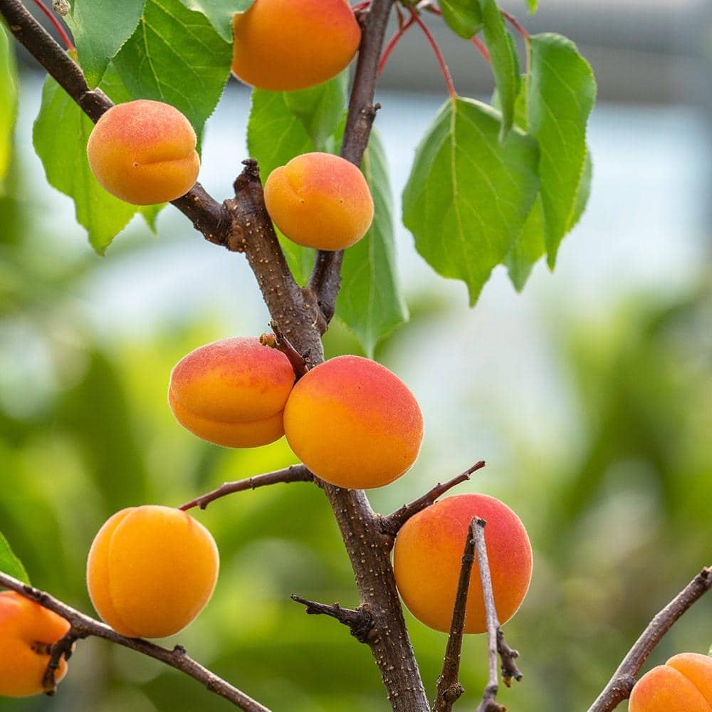 5 Gal. Superb Apricot Tree