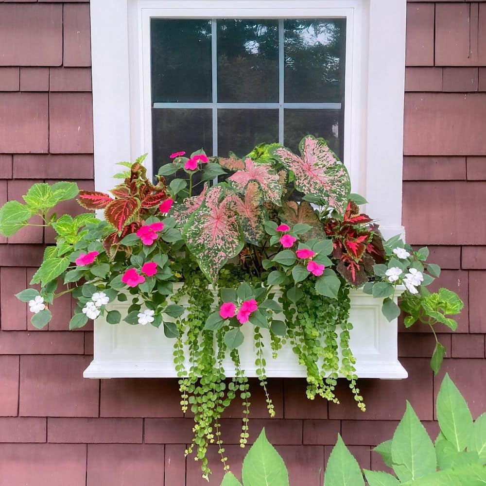 White 36" Traditional Resin Self-Watering Window Box Planter