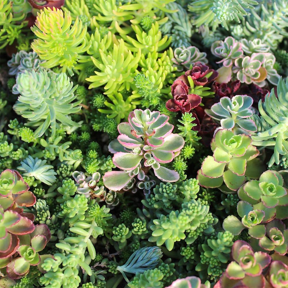 Multicolor Sedum Succulent Tray with Plastic Planter