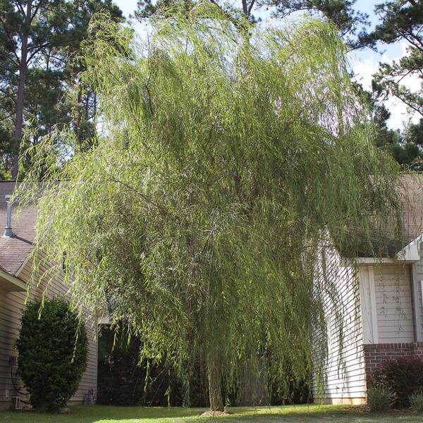 Resistant  Live Plant Deciduous Shade  Tree 5 Gal Weeping Willow Drought 