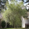 shrubs-hedges-thd00176-c3.1