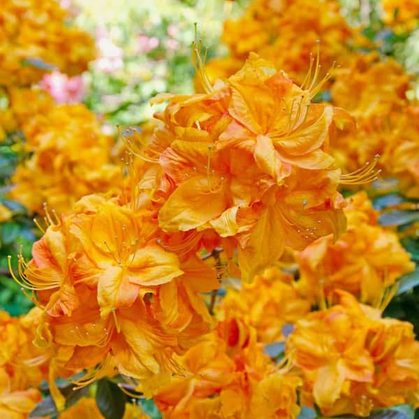 national PLANT NETWORK 3 gal. Native Azalea Orange Marmalade Live