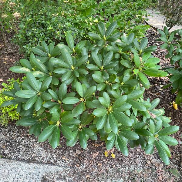 Direct Gardening 4 In. Pot, Holden's Red Flowering Rhododendron