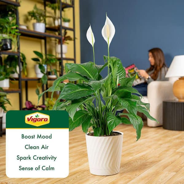 White Lilyページ すこやか ポット(大)2個 Vigoro Spathiphyllum Peace Lily Indoor Plant in 9.25 in. White