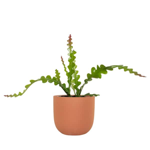 national PLANT NETWORK 7 in. Terracotta Bowl Planter with 6 in. Zig Zag Cactus - 1 Piece