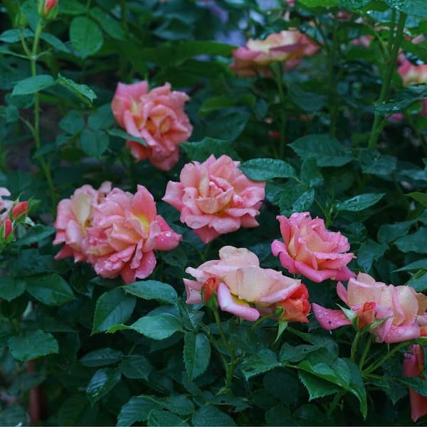 PROVEN WINNERS 1 Gal., Rise Up Lilac Days Rose (Rosa), Live Plant