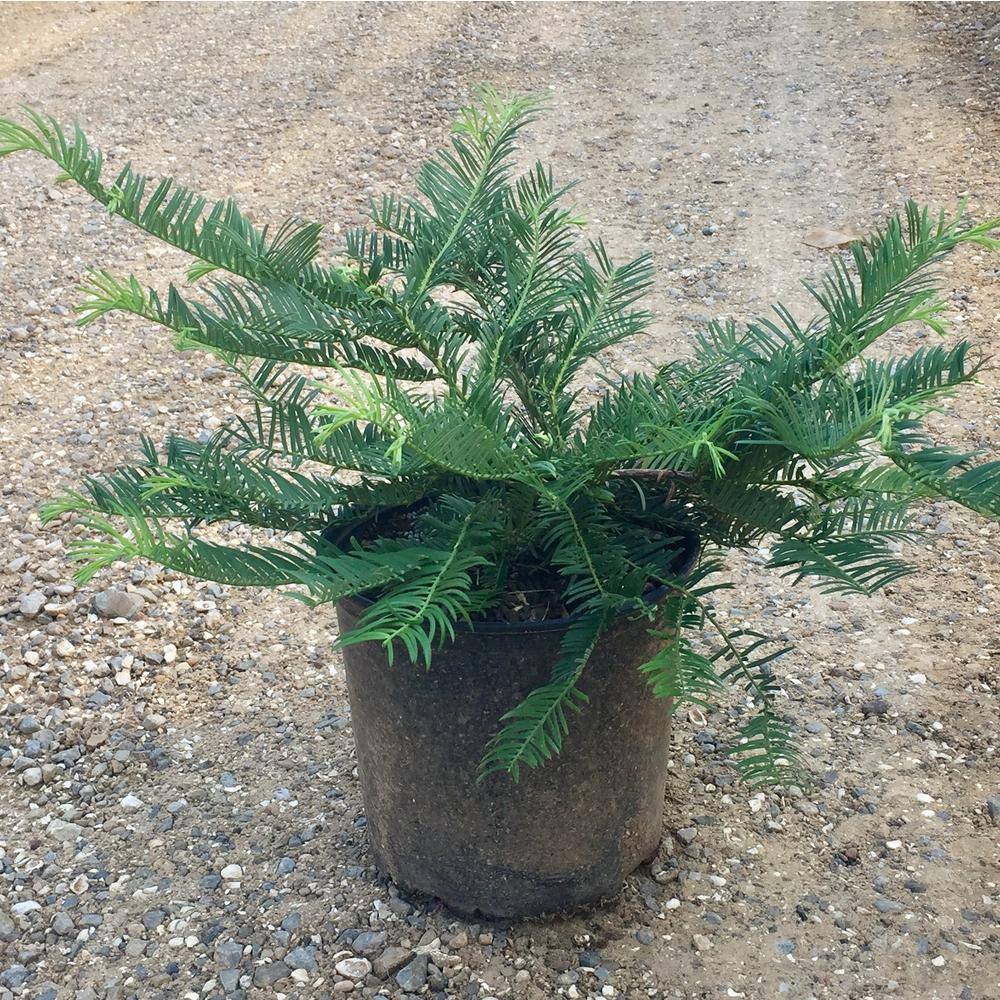 9.25 in. Pot Plum Yew Spreading, Live Evergreen Shrub, Dark Green