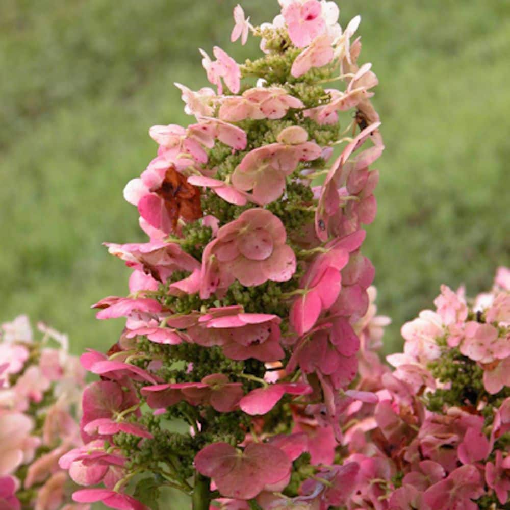 Spring Hill Nurseries 4 In. Pot Ruby Slippers Oakleaf