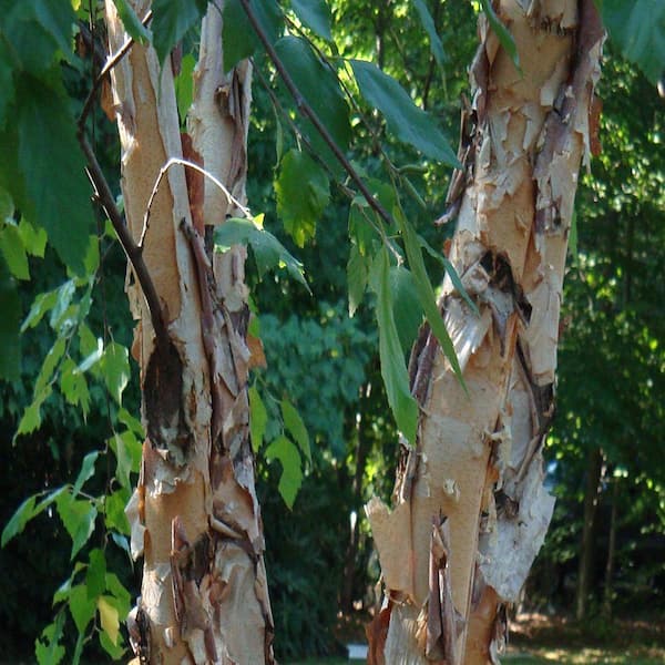 OnlinePlantCenter 48 in. River Birch Tree-DISCONTINUED