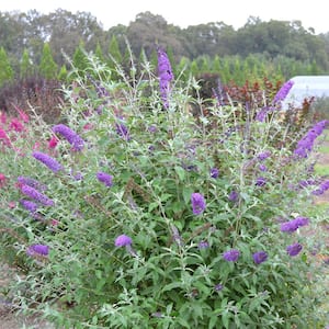 2 gal. Psychedelic Sky Butterfly Bush Flowering Shrub with Fragrant Clear Blue Flowers