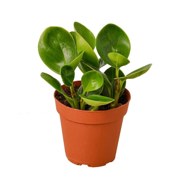 Unbranded Peperomia Thailand (Peperomia obtusifolia) Plant in 4 in. Grower Pot