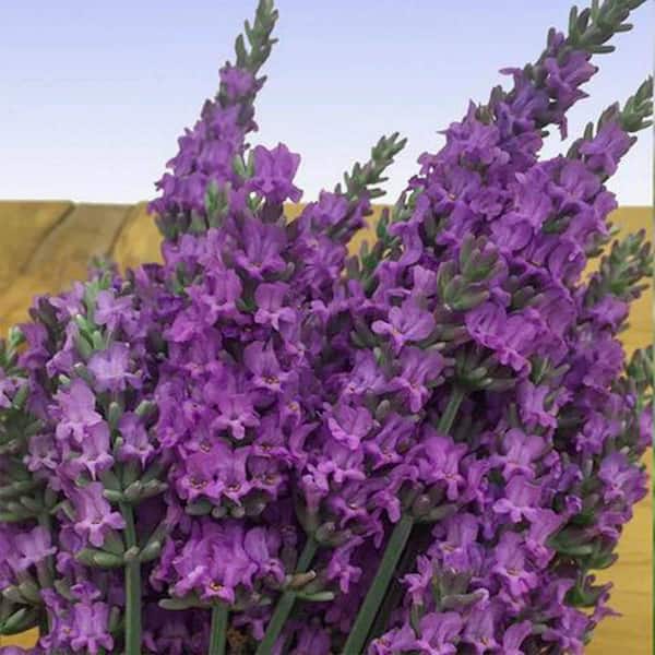 Spring Hill Nurseries Senational Lavender Dormant Bare Root Flowering Perennial Starter Plant (1-Pack)