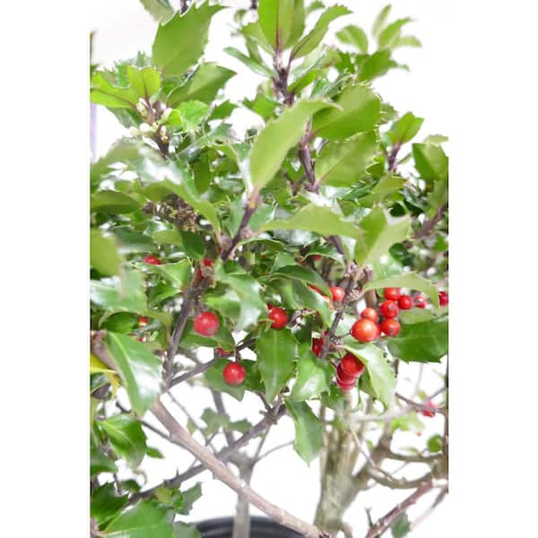 3 Gal. Blue Princess Holly (Ilex) Evergreen Flowering Live Shrub with White Flowers