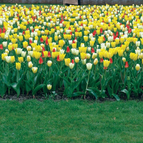 Van Bourgondien Fosteriana Early Spring Tulip Mixture Dormant Spring Flowering Bulbs (100-Pack)