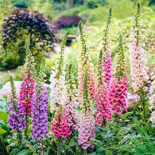 Spring Hill Nurseries Excelsior Foxglove (Digitalis), Dormant Bare Root Spring Flowering Perennial Plants (5-Pack)
