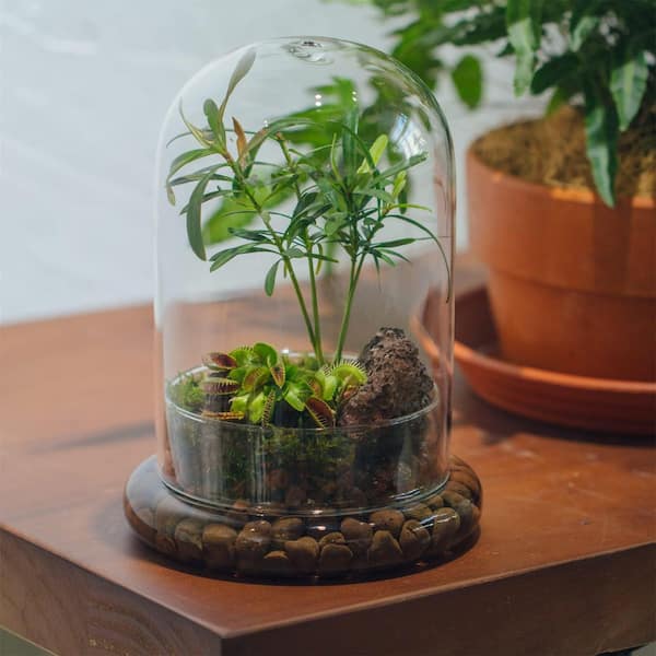 OGETFUUR 5.9 in. x 5.9 in. x 8.2 in. Glass Cloche Dome with Air Hole and Base, Clear Terrarium Planter for Carnivorous Plants