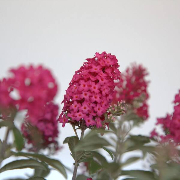 BUTTERFLY CANDY 1.5 Gal. Lil' Raspberry Butterfly Bush BUTTERFLY CANDY 1.5 Gal. Lil' Raspberry Butterfly Bush