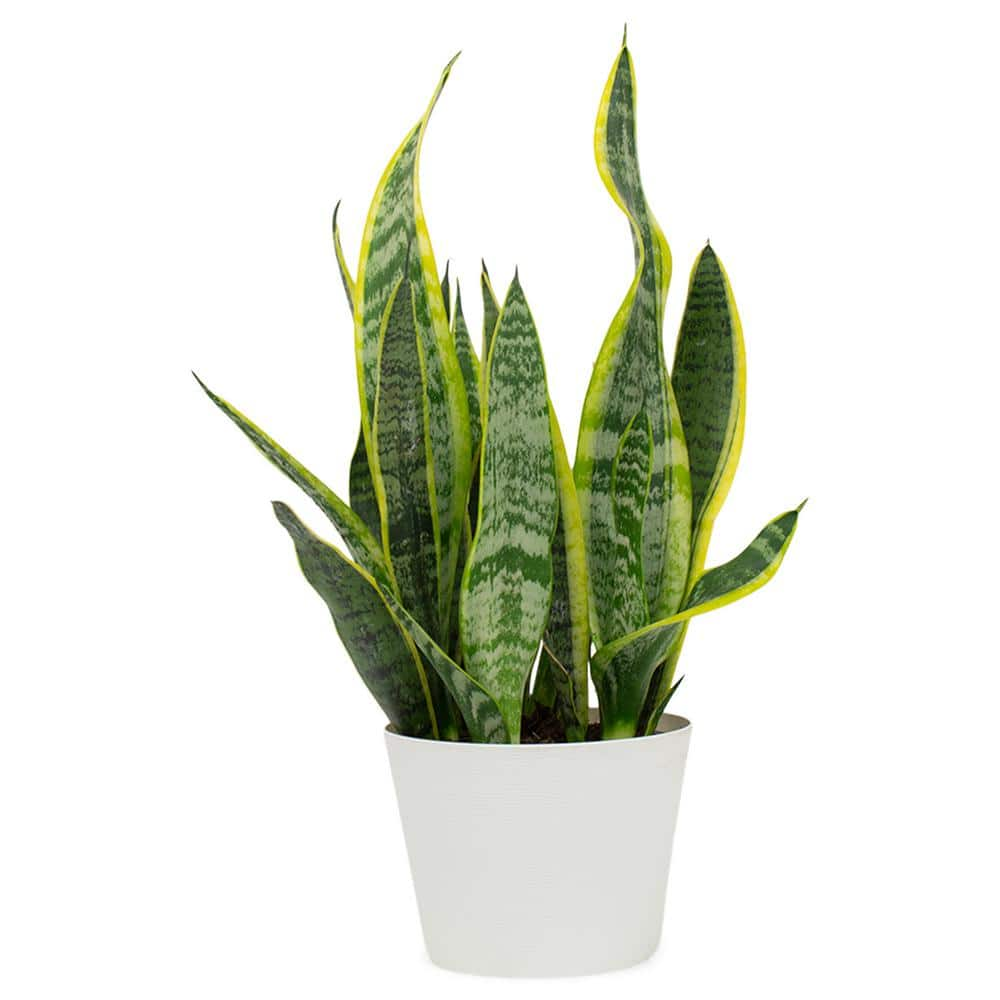 Pure Beauty Farms 1.5 Qt. Snake Plant Sansevieria Laurentii Plant in 6 ...