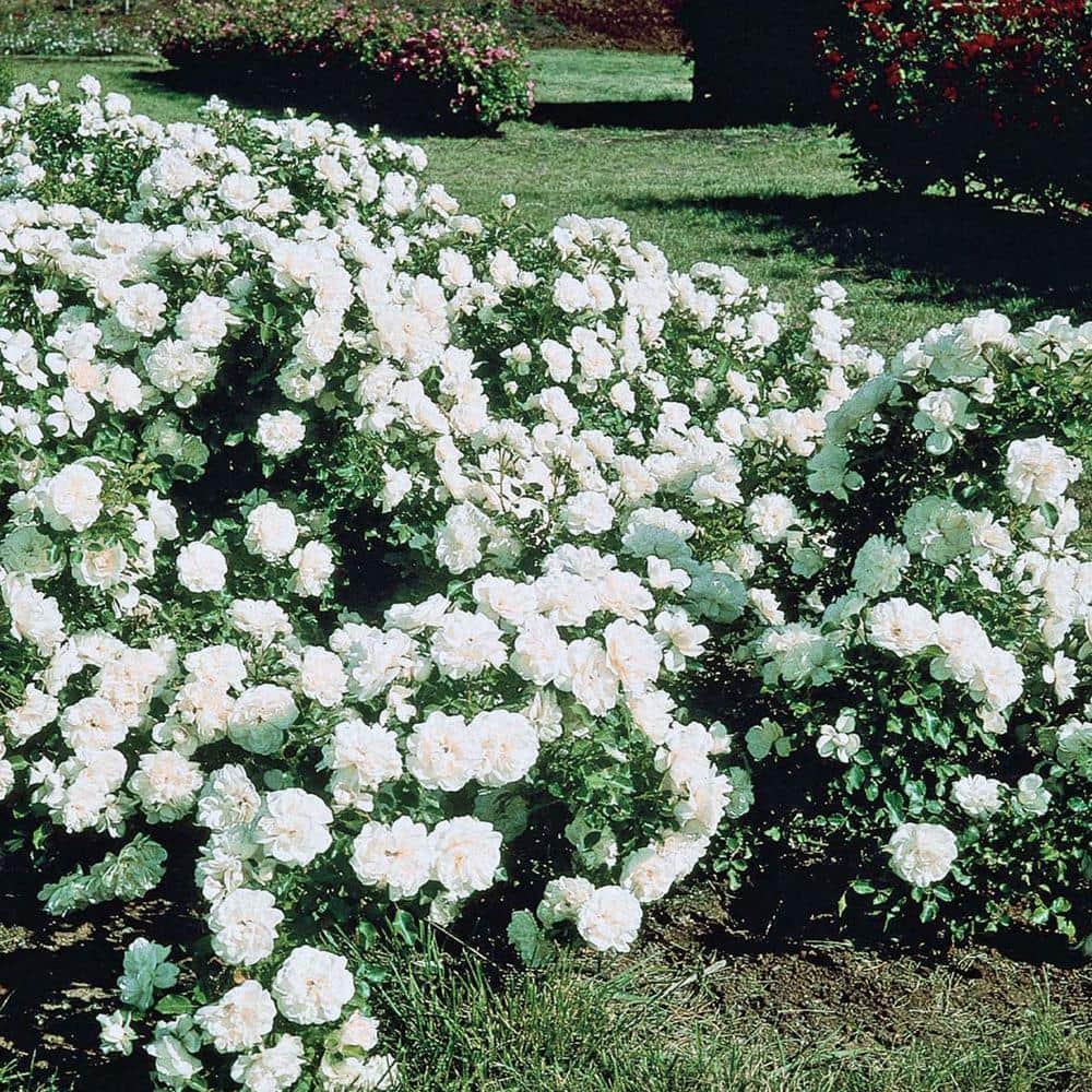 DIRECT GARDENING White Meidiland Groundcover Rose, Dormant Bare