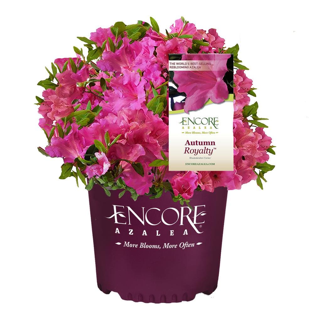 ENCORE AZALEA 1 Gal. Autumn Royalty Shrub with Pink Flowers