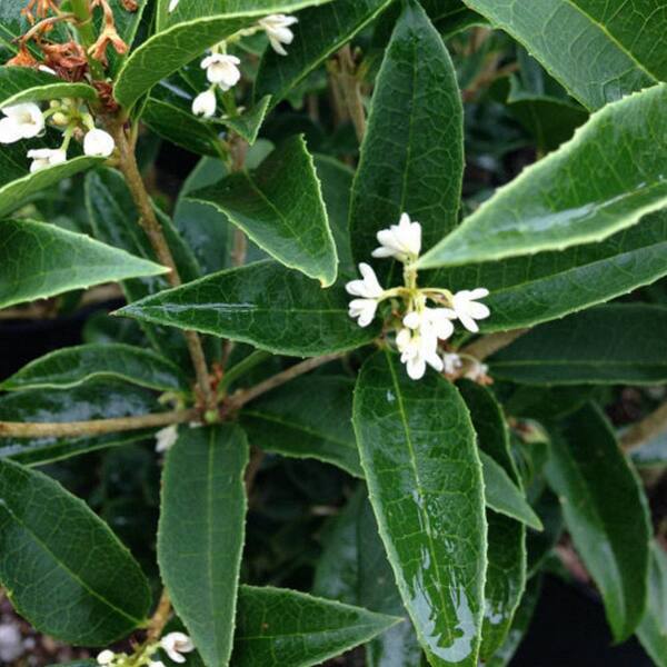 FLOWERWOOD 2.5 Gal Sweet Tea Olive Osmanthus, Live Evergreen Shrub