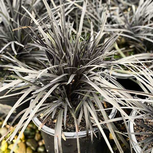 Alder & Oak #1 Container Black Mondo Grass Plants (4-Pack)