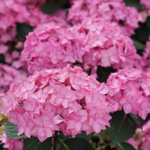2 Gal. Let's Dance Can Do Reblooming Hydrangea (Serrata) Live Shrub with Pink or Purple Flowers