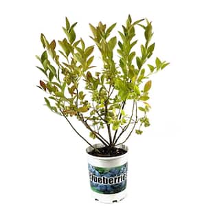 2.5 qt. Toro Blueberry Live Plant with Large, Sweet Berries