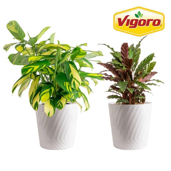 Vigoro Grower's Choice Calathea Plant in 10in. White Decor Pot, Avg. Shipping Height 2-3 ft. Tall (2 Pack)