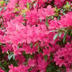 2.5 qt. Azalea Chinzan Flowering Shrub with Pink Blooms