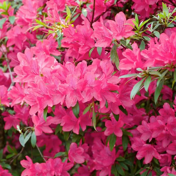 national PLANT NETWORK 2.25 Gal. Azalea Chinzan Flowering Shrub with Pink Blooms