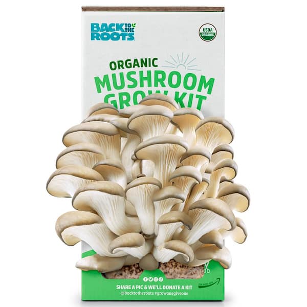 Back to the Roots Organic Mushroom Grow Kit