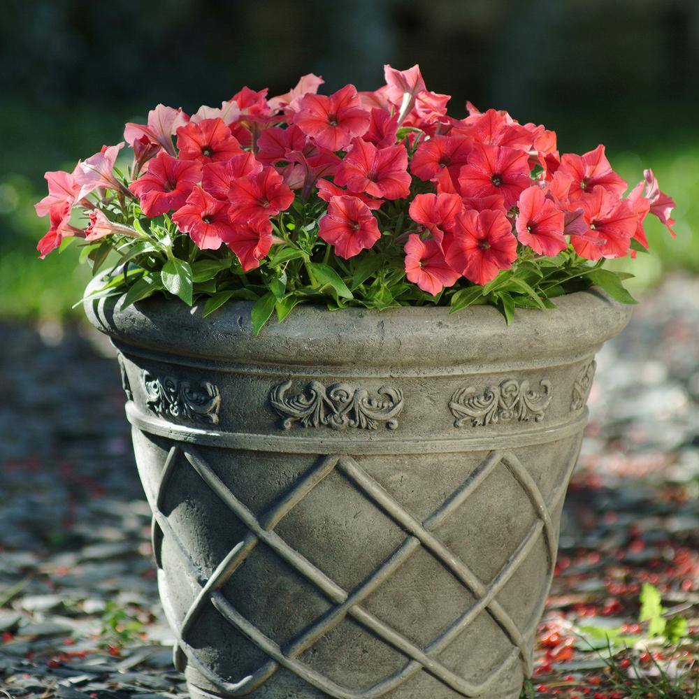 Red Petunia Flowering Plants in Black Pots 4-Pack