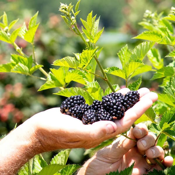Thornless Blackberry 'Triple Crown' (Rubus fruticosus)