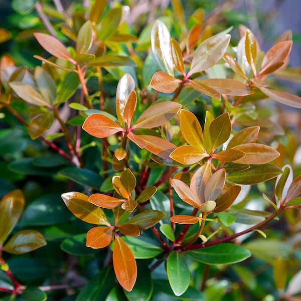 3 Gal. Bronze Beauty Cleyera - Live Compact Evergreen Shrub, Glossy Foliage