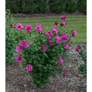 4.5 in. Qt. Magenta Chiffon Rose of Sharon (Hibiscus) Live Plant, Purple Flowers