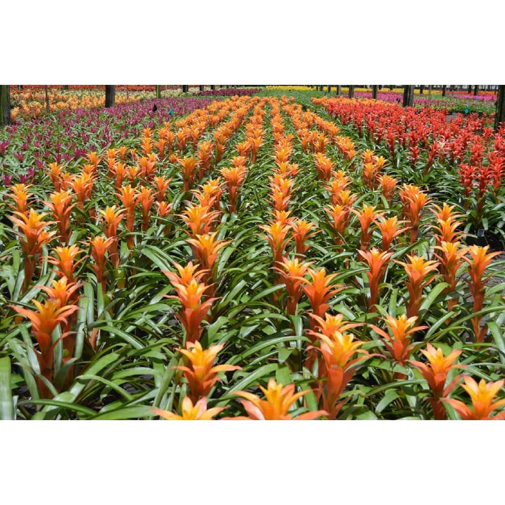 BELL NURSERY Bromeliad Plant in 6 Ceramic Pot 556360 The Home Depot