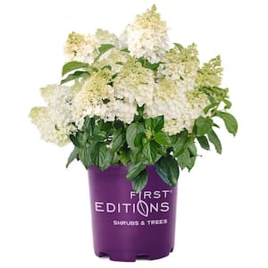 2 Gal. Little Hottie Panicle Hydrangea Flowering Shrub with Pure White Flowers