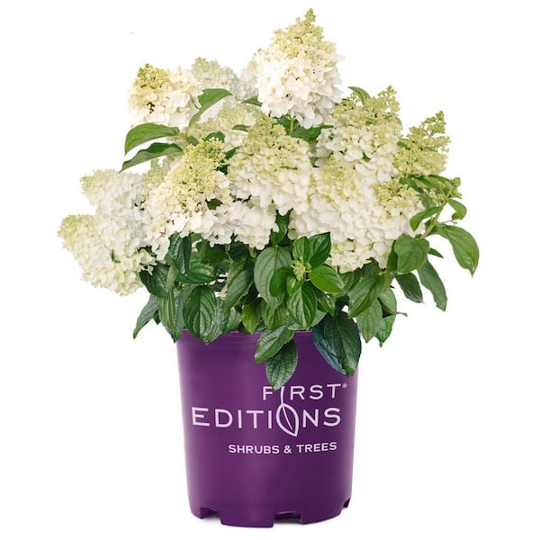 FIRST EDITIONS 2 Gal. Little Hottie Panicle Hydrangea Flowering Shrub with Pure White Flowers