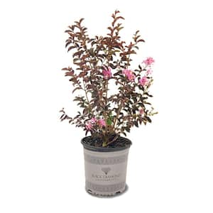 3 Gal. Shell Pink Crape Myrtle Tree