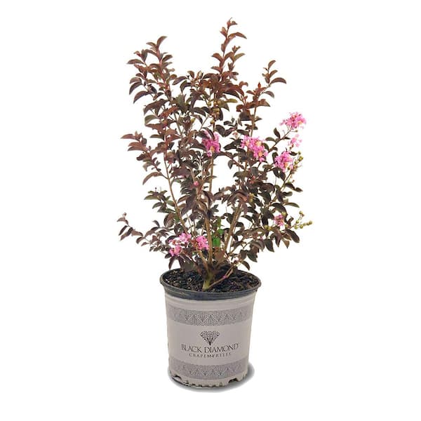 BLACK DIAMOND 3 Gal. Shell Pink Crape Myrtle Tree CRMBSP03G - The Home ...