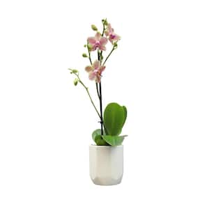 3.5 in. Orchid Phalaenopsis Multi-Color Live House Plant in White Ceramic Pot